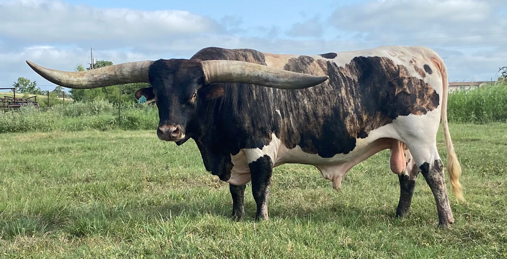 Texas Longhorn Bulls